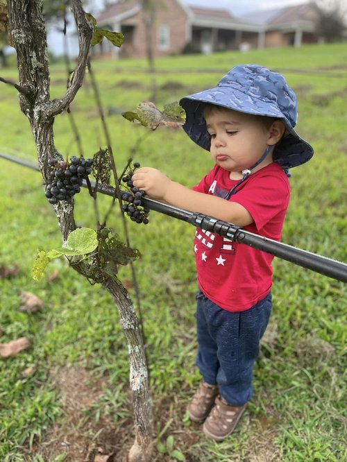 Carolina Heritage organic grapes Yadkin Valley NC