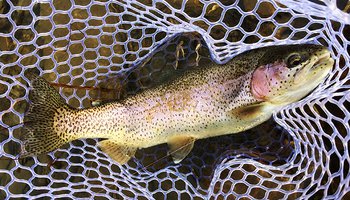 Ararat River Delayed Harvest Trout Waters