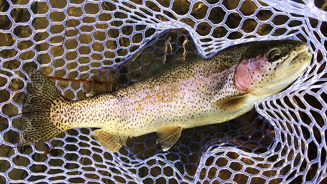 Ararat River Delayed Harvest Trout Waters