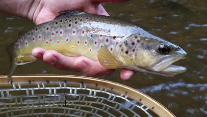 Delayed Harvest Trout Fishing Big Elkin Creek