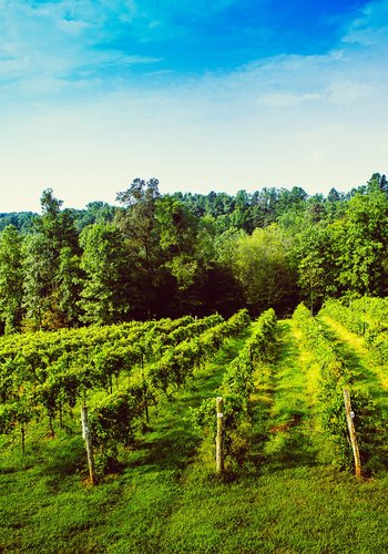 Elkin Creek Vineyard