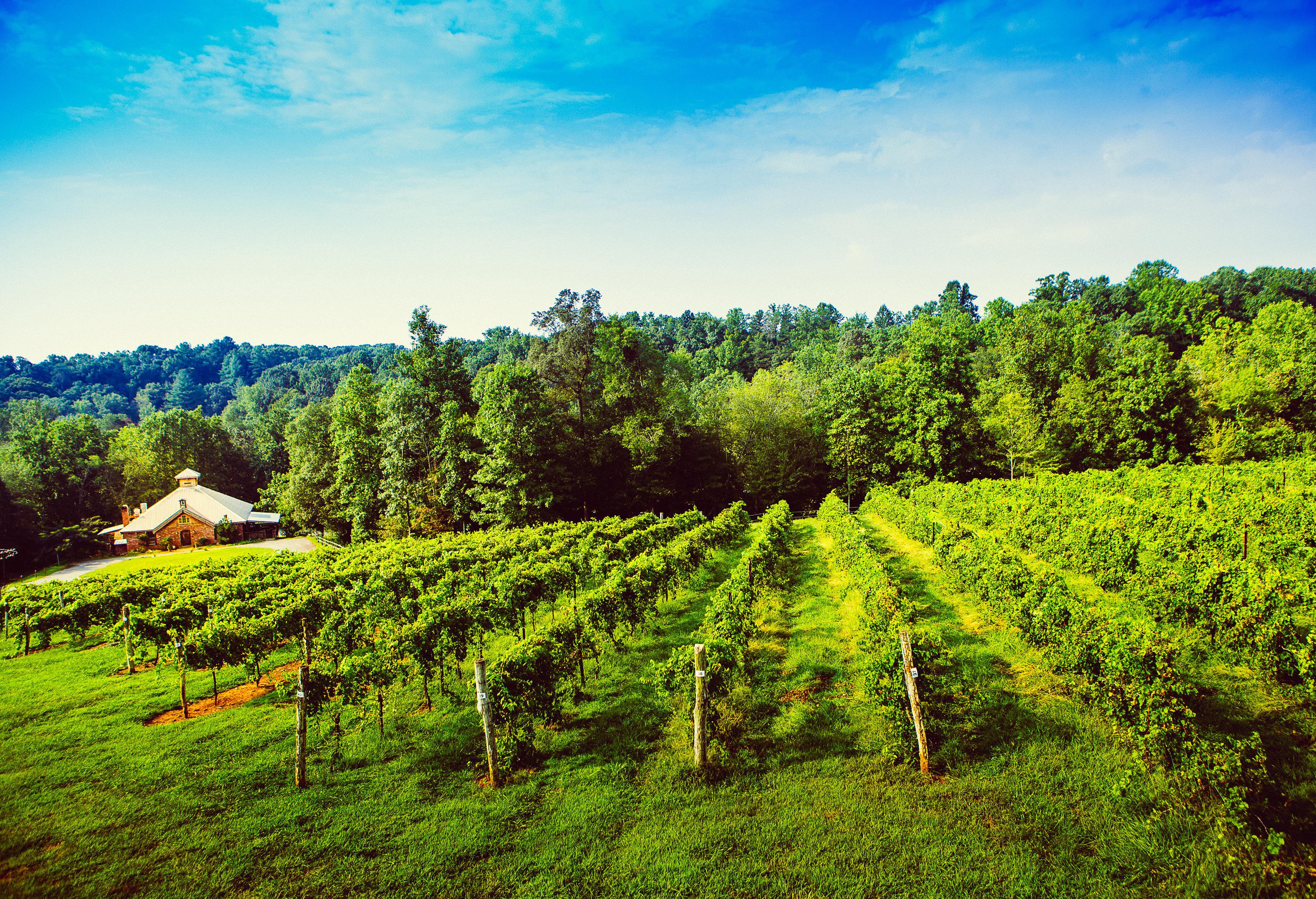 Elkin Creek Vineyard