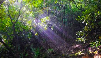 Forest Bathing Trail Elkin Yadkin Valley NC