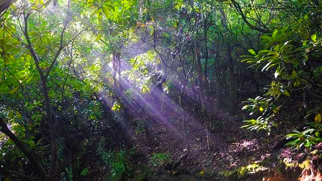 Forest Bathing Trail Elkin Yadkin Valley NC