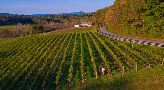 Golden Road Vineyards Yadkin Valley Surry County NC