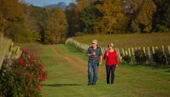 Hidden Vineyard Dobson Yadkin Valley North Carolina wine country