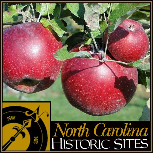 Horne Creek Farm apples Yadkin Valley NC