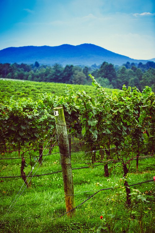 NC Yadkin Valley terroir at Round Peak Vineyards