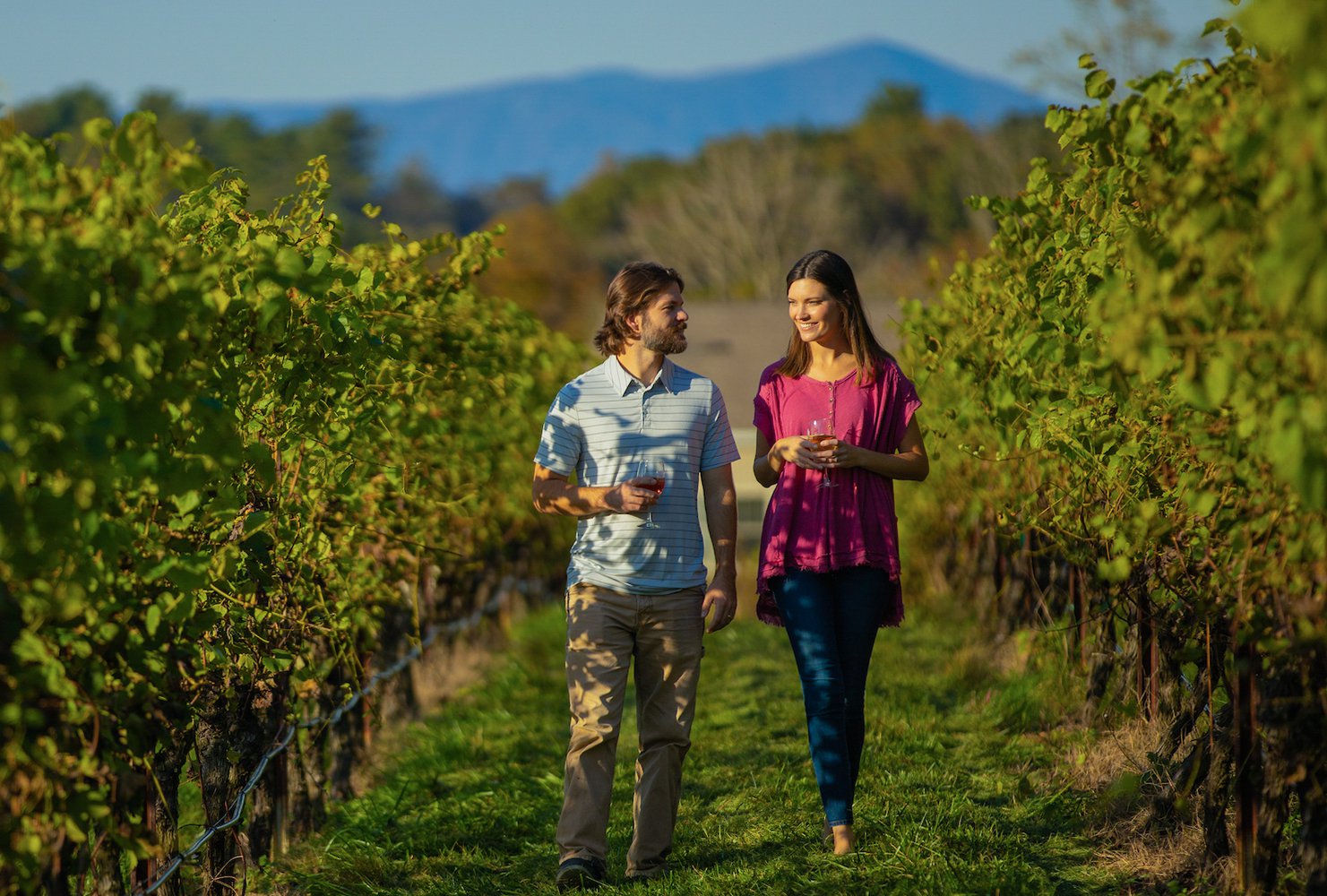 Surry County Wine Trail Yadkin Valley NC Golden Road Vineyards.jpg