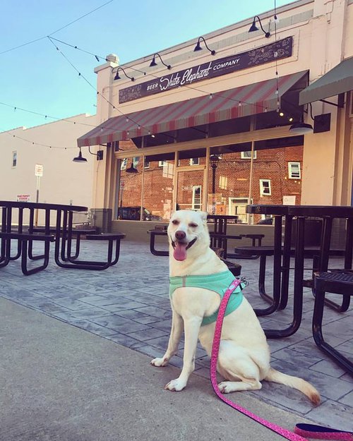 charley at white elephant beer company