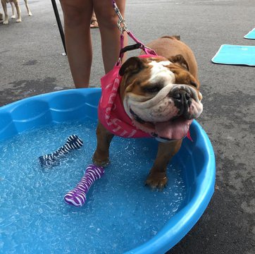 Pet-Friendly at the Elkin Farmers Market