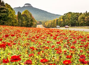 Pilot Mountain in August