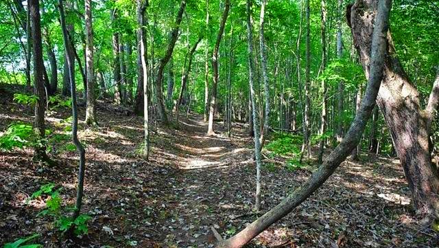 forest bathing trail at Grassy Creek Vineyard