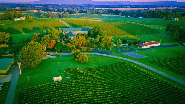 Shelton Vineyards