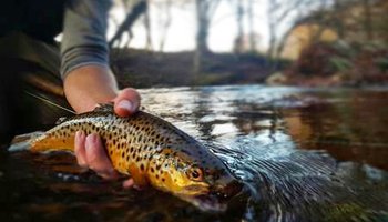 The Experience Fly Fishing Service
