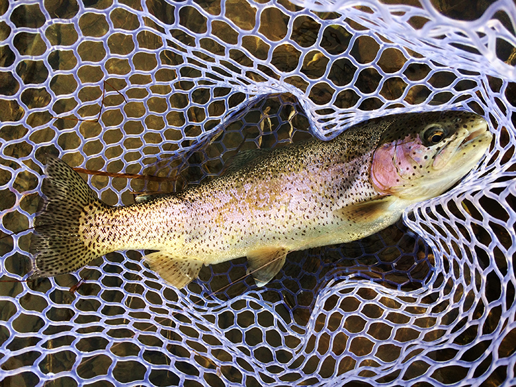 Delayed Harvest Trout Fishing, Ararat River Yadkin Valley, NC